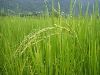 ظهور اولین خوشه طلایی برنج در شهرستان شفت 